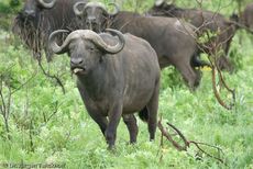 Afrikanischer Büffel (40 von 102).jpg